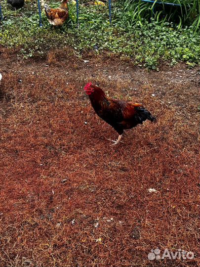 Молодые петухи