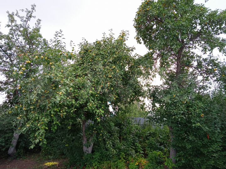 Участок 6 сот. (СНТ, ДНП)