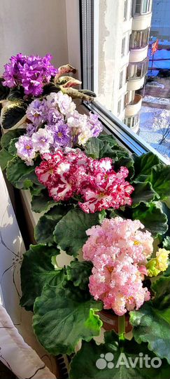 Фиалка лист на срез