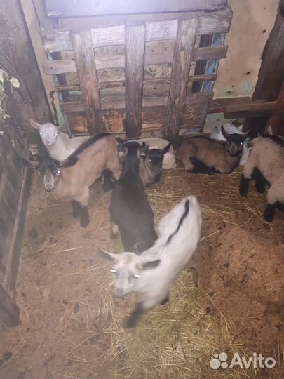 Козлята Чехи