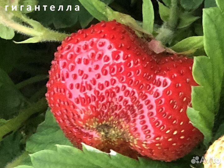 Рассада клубники. Рассада земляники