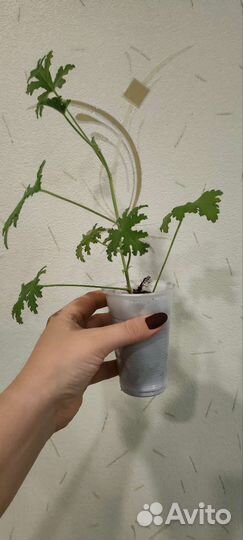 Герань душистая,лимонная