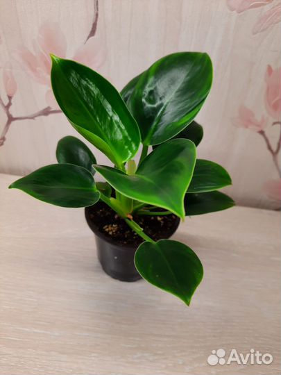 Филодендрон