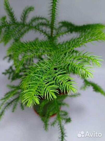 Араукария (комнатная ель)