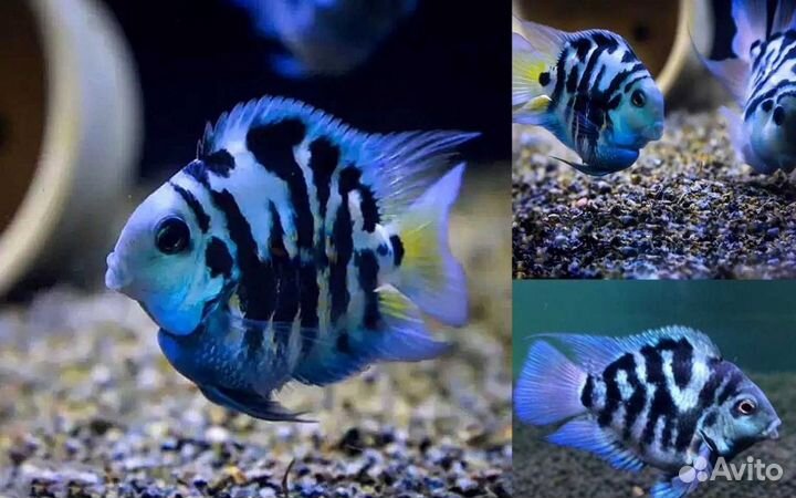 Рыбки, растения