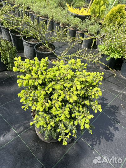 Растения для сада