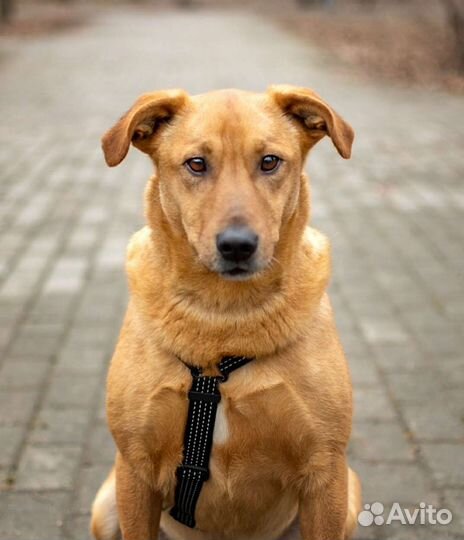 Собака в добрые руки