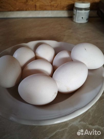 Домашние куриные яйца