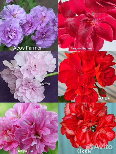 Пеларгония герань королевская сортовые