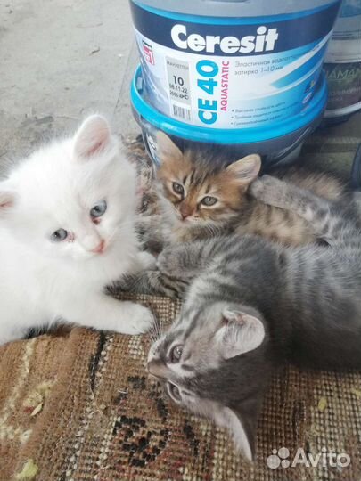 Котята в добрые руки