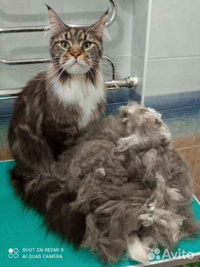 Стрижка собак и кошек