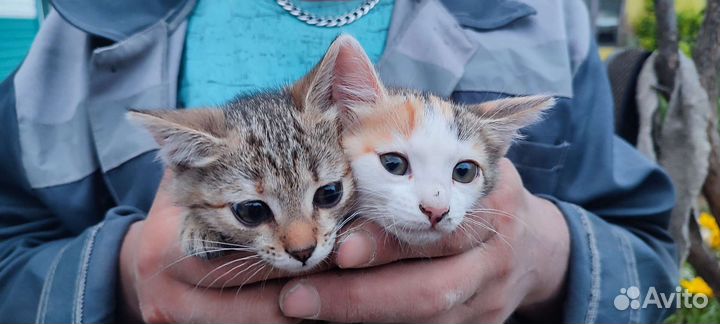 Котята в добрые руки 2 красивые кошечки