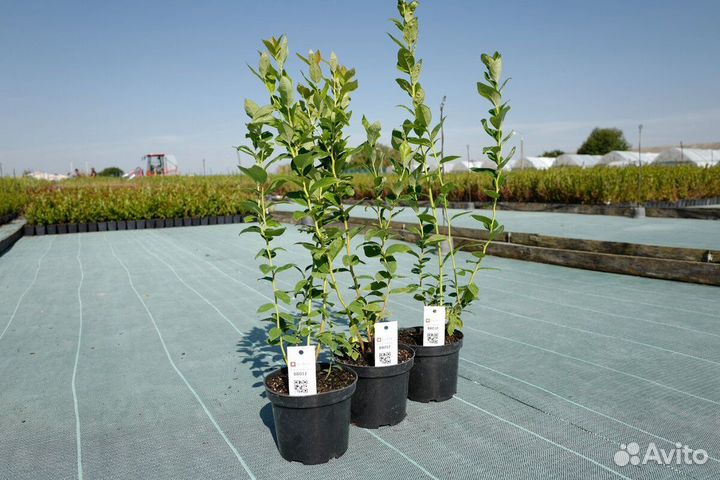 Саженцы в ассортименте