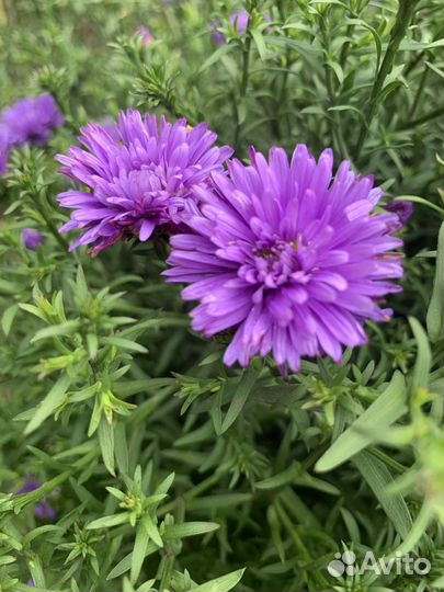 Сентябринки