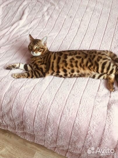 Мраморята и леопардики