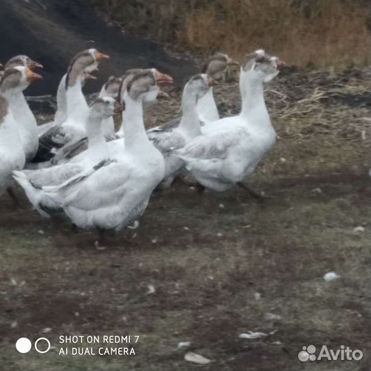 Гуси Холмогоры