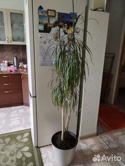 Комнатные цветы разные