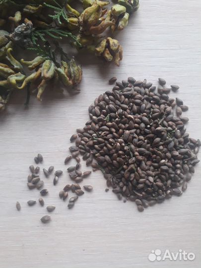 Туя восточная семена