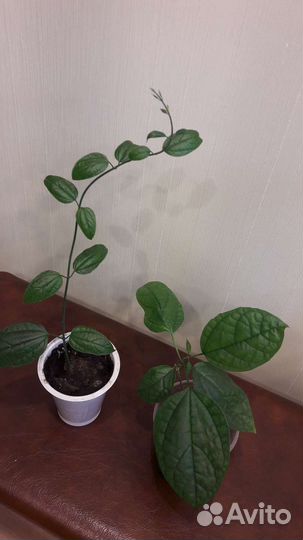 Фиалка цветущая; клеродендрум