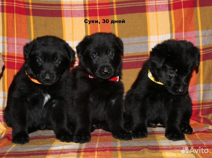 Щенки рабочего разведения, чёрного окраса