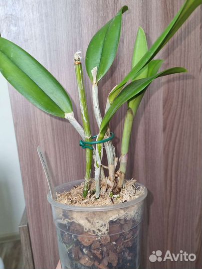 Орхидея каттлея