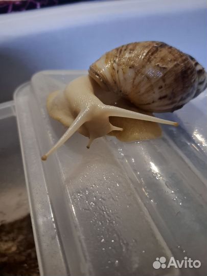 Улитка ахатина