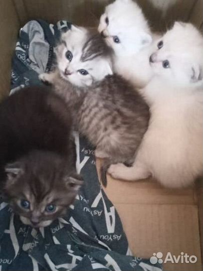 Котятки бесплатно