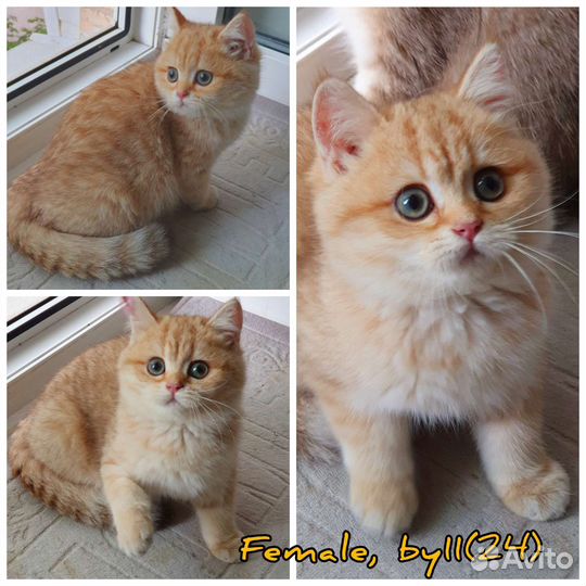 Британские золотые котята