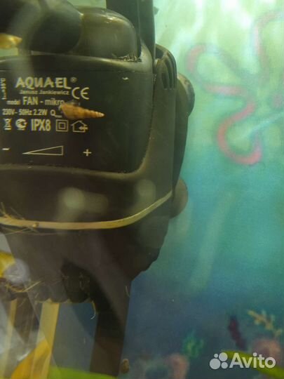 Улитки аквариумные