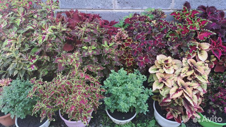 Колеусы вегетативные