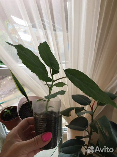 Саженцы киви