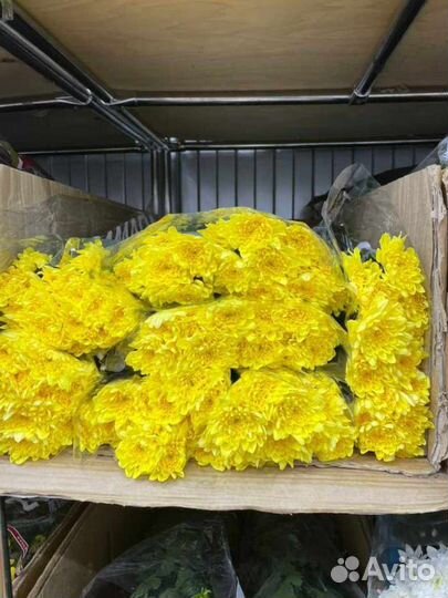 Хризантема кустовая букет цветы доставка девушке