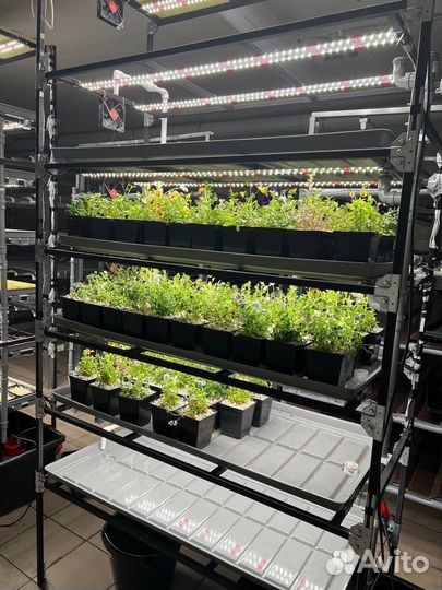 Научись выращивать микрозелень и цветы