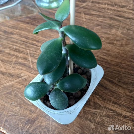 Денежное дерево (толстянка крассула)