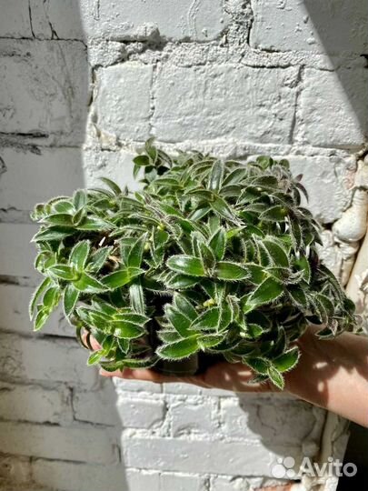 Цианотис Сомалийский