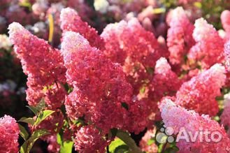 Питомник С реализует гортензию Фрейз Мельба