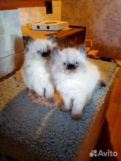 Голубоглазые котята