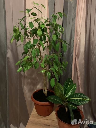 Фикус бенджамина и кротон