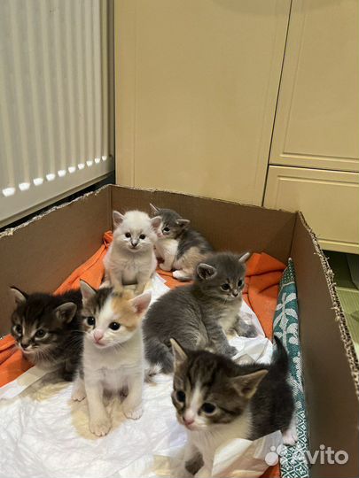 Котята в добрые руки бесплатно