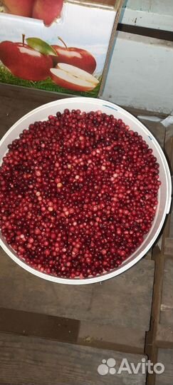 Брусника ягода свежая