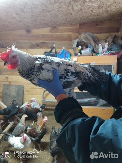 Молодые петухи