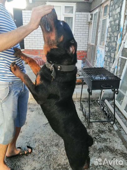 Ротвейлер Вязка