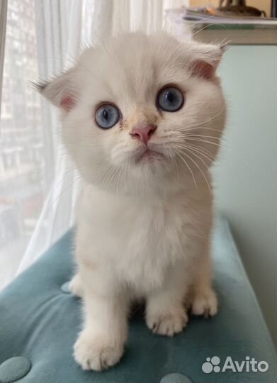 Шотландский вислоухий котенок