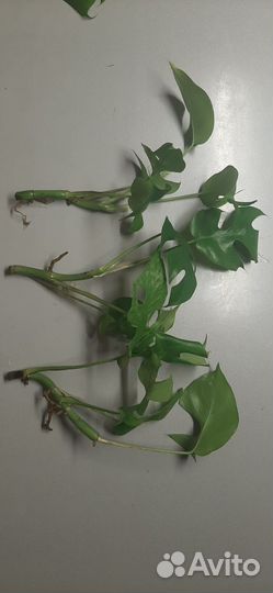 Рафидофора тетрасперма