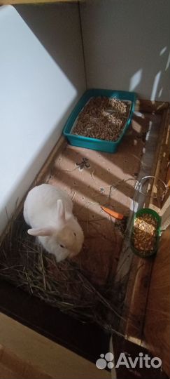 Декоративные кролики