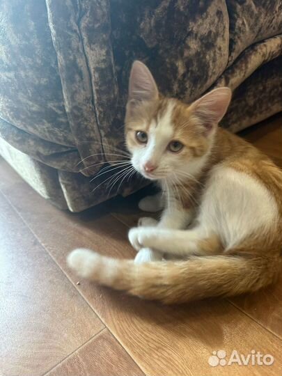 Котик в добрые руки