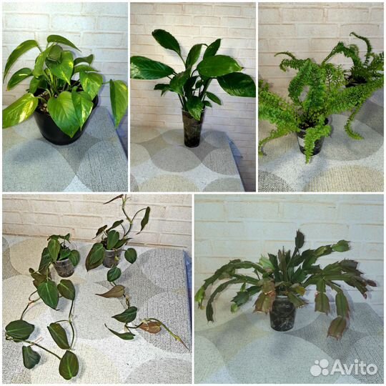 Спатифиллум, эпипремнум, филодендрон миканс и др