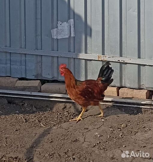 Петух