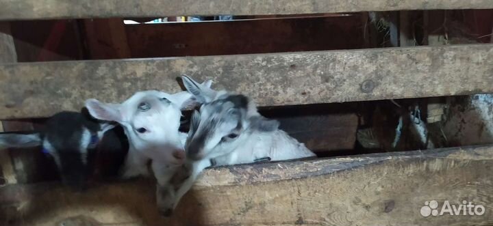 Всегда в продаже Козлята разных пород и возрастов