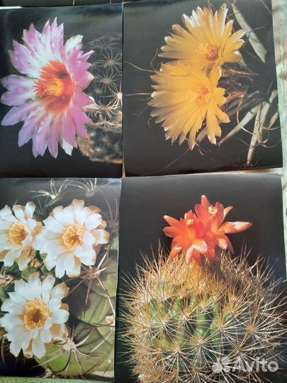 Большие открытки цветущих кактусов
